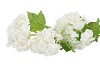 SILK VIBURNUM 3X WHITE 67CM