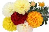 SILK DAHLIA YELLOW 65CM