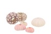 SHELLS URCHIN MIX