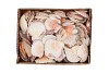 SHELLS NATURE 0,875GR