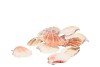 SHELLS NATURE 0,875GR