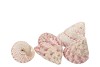 SHELLS TROCHUS MACULATOS 1130GR