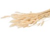 DRY LAGURUS CREME P/50 GRAM