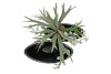HAVANA BOWL OVAL DARK GREEN 39X19X27CM