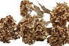 SILK DYE GOLD VIBURNUM 5X 87CM