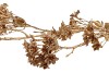 SILK DYE GOLD CORNUS 113CM