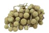 DRY PLATANE APPEL GROEN P/BUNDEL