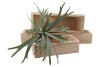 WOOD NATURAL TRAY RECTANGLE 60X16X9CM NM
