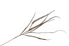 PINE GRASS DUBBEL BRONZE L110 CM