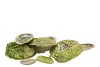 SCHELP ABALONE GREEN 19X18,5X4,5CM