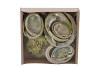 SCHELP ABALONE GREEN 19X18,5X4,5CM