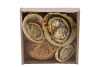SCHELP ABALONE YELLOW 19X18,5X4,5CM