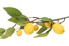 SILK LEMON BRANCH YELLOW 80CM NM