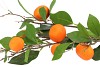 SILK CLEMENTINE ORANGE 90CM NM