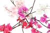 SILK CHERRY BLOSSOM RED 85CM