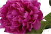 SILK PEONY TAK PURPLE 71CM NM