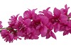 SILK DELPHINIUM TAK FUCHSIA 115CM NM