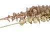 PICK SHINE EUCALYPTUS CHAMPAGNE/GOLD 80CM ASS