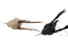 DECO SHINE BIRD HUMMING BLACK/CHAMPAGNE 16CM ASS