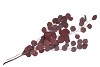 DRY EUCALYPTUS POPULUS RED ± 60GR