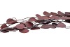 DRY EUCALYPTUS POPULUS RED ± 60GR