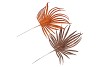 PICK SHINE PALM COPPER/BRONZE 36CM ASS P/12 NM