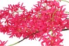 SILK WISTERIA PINK 130CM NM