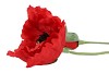 SILK POPPY 2X RED 70CM