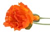 SILK POPPY 2X ORANGE 70CM