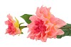 SILK DAHLIA 2X PEACH/PINK REAL TOUCH 60CM