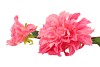 SILK DAHLIA 2X PINK REAL TOUCH 60CM