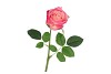 SILK ROSE REAL TOUCH PINK 43CM