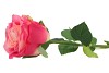 SILK ROSE REAL TOUCH PINK 43CM