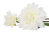SILK DAHLIA 2X WHITE REAL TOUCH 60CM