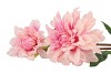 SILK DAHLIA 2X LIGHT PINK REAL TOUCH 60CM