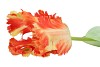 SILK TULIP PAPAGAYO ORANGE/YELLOW 64CM