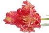 SILK TULIP PAPAGAYO PINK/YELLOW 64CM