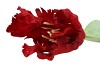 SILK TULIP PAPAGAYO RED 64CM