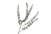SILK EUCALYPTUS GREEN 77CM