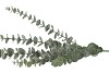 SILK EUCALYPTUS GREEN 77CM