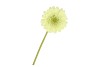 SILK GERBERA LIGHT GREEN 72CM NM