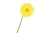 SILK GERBERA YELLOW 72CM NM