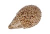 HEDGEHOG GLAZE BROWN 16X9X8CM NM