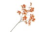 SILK LEAF ELDER ORANGE 124CM NM