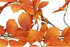 SILK LEAF ELDER ORANGE 124CM NM