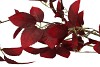 SILK LEAF ELDER DARK RED 124CM NM