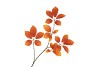 SILK LEAF ELDER ORANGE 81CM NM
