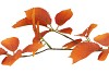 SILK LEAF ELDER ORANGE 81CM NM