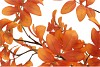 SILK LEAF ROWAN ORANGE 125CM NM