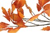 SILK LEAF CHESTNUT ORANGE 135CM NM